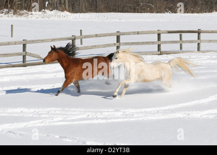 Pferde laufen durch Neuschnee im sonnigen Hof Feld, eine Stute und Hengst arabischen Reinzucht. Stockfoto