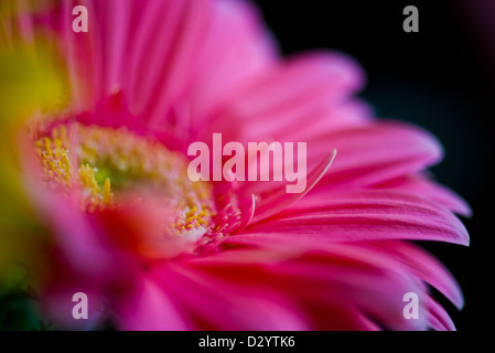 schöne rosa Blume Stockfoto