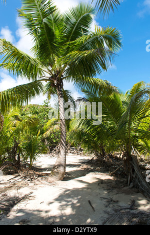 Einstellung am Strand auf den Seychellen, Denis Private Island, indischen Ozean Strand Stockfoto