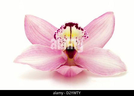 Schöne rosa Orchidee auf weißem Hintergrund Stockfoto