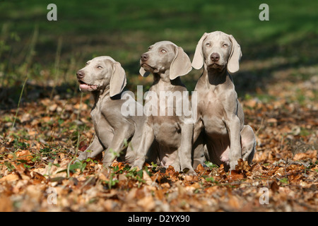 Weimaraner Kurzhaar Hund / drei Welpen sitzen in einem Wald Stockfoto