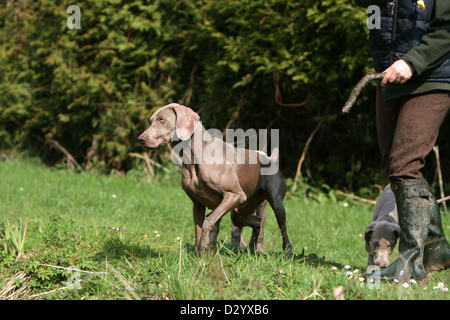 Weimaraner Kurzhaar Hund / Erwachsenen stehen mit dem Jäger Stockfoto