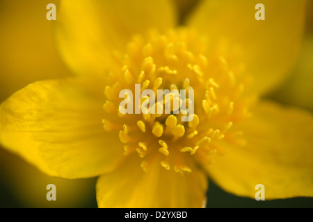 Marsh Marigold (Caltha Palustris), hautnah am Blütenstand, Warwickshire, England, April Stockfoto