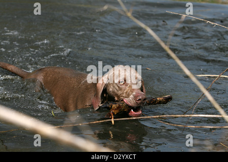 Weimaraner Kurzhaar Hund / Erwachsene Baden im Teich Stockfoto