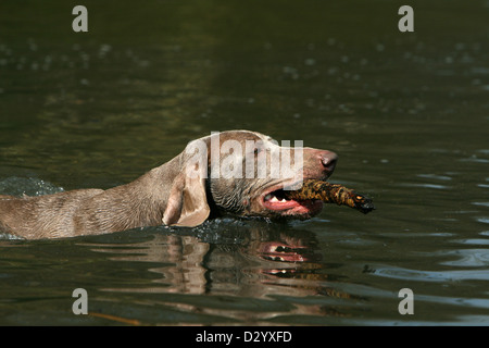 Weimaraner Kurzhaar Hund / Erwachsene Baden im Teich Stockfoto