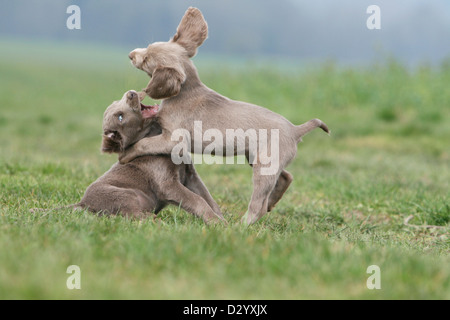 Weimaraner Langhaar Hund / zwei Welpen spielen auf einer Wiese Stockfoto