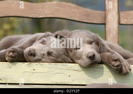 Weimaraner Langhaar Hund / zwei Welpen schlafen auf einer Bank Stockfoto