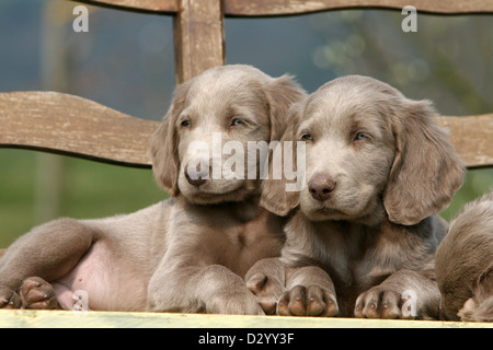 Weimaraner Langhaar Hund / zwei Welpen auf einer Bank liegend Stockfoto