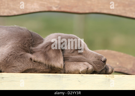 Weimaraner Langhaar Hund / Welpen schlafen auf einer Bank Stockfoto