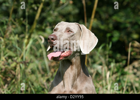 Weimaraner Kurzhaar Hund / Porträt Stockfoto