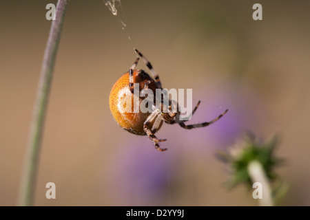 4-Fleck Orb Web Spider Araneus Quadratus erwachsenes Weibchen Stockfoto