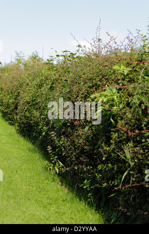 Hawthorn Hecke im Garten im Sommer überwuchert, Schottland, Großbritannien, Europa Stockfoto