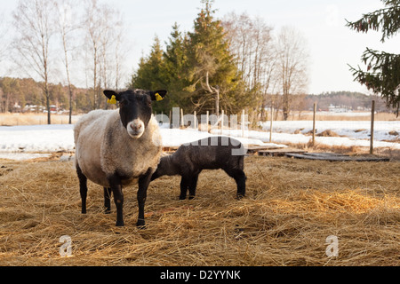 Shufford Schafe mit ihrem Lamm Stockfoto
