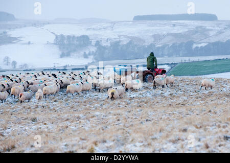 Cambrian Mountains, Wales, UK. 5. Februar 2013. Wog Schafzüchter kommt auf einem Quad-Bike, seine Schafe füttern einen Zuschlag von Rüben Zellstoff- und Mais-Silage. Nach 10 Tagen heftige milden nassen und windigen Wetter wurde Wales durch Gewitter und Blizzard Bedingungen heute morgen getroffen. Die meisten des Niederschlags war in Form von Hagel und Graupel. Bildnachweis: Graham M. Lawrence/Alamy Live-Nachrichten. Stockfoto