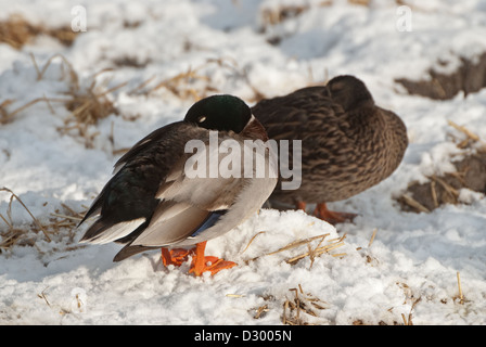 Paar der Stockente schlafend am Ufer Stockfoto