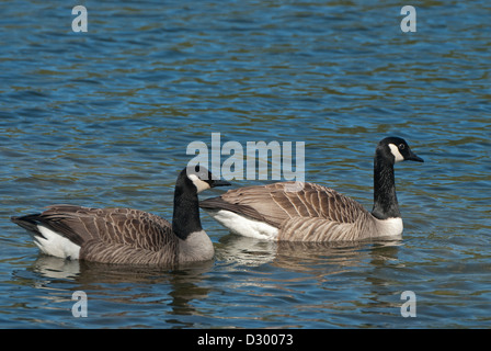 Paar von Kanadagänse schwimmen auf offenem Gewässer Stockfoto