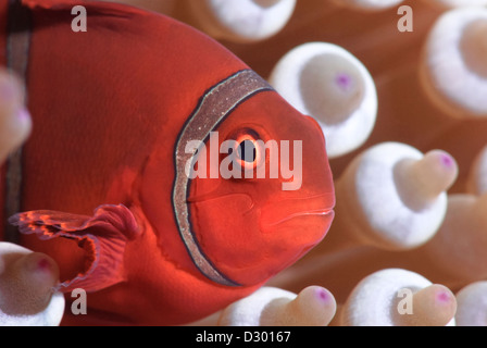 Spinecheek Anemonenfische Premnas Biaculeatus Great Barrier Reef und Coral Sea, Pazifik, Queensland, Australien Stockfoto