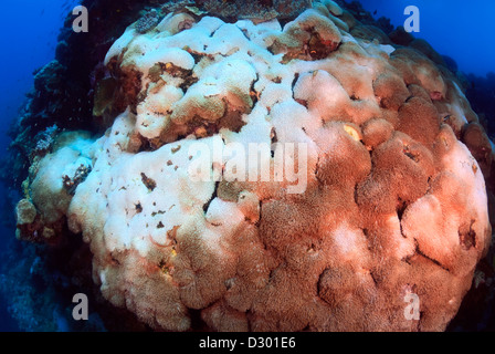 Flower Pot Korallen Goniopora SP mit teilweise Korallenbleiche, Great Barrier Reef und Coral Sea, Pazifik, Queensland, Australien. Stockfoto