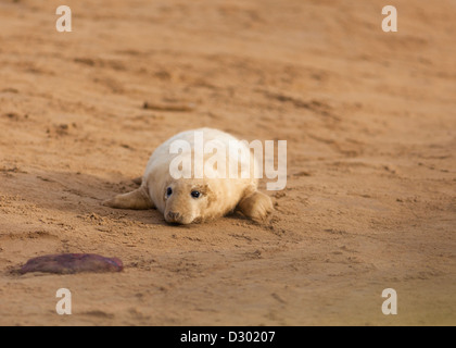 Neu geborenen Kegelrobben Pup unternimmt erste zögerliche Schritte Stockfoto