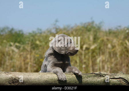 Weimaraner Langhaar Hund / Welpe liegend auf einem Holz Stockfoto