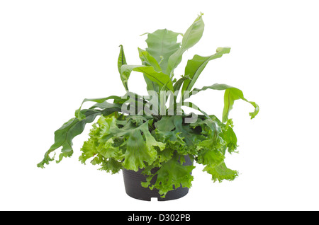 Grüner Farn im Topf isoliert auf weißem Hintergrund Stockfoto