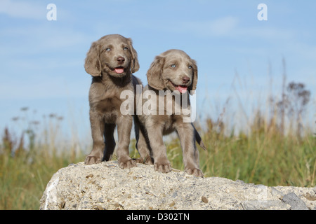 Weimaraner Langhaar Hund / zwei Welpen auf einem Felsen steht Stockfoto