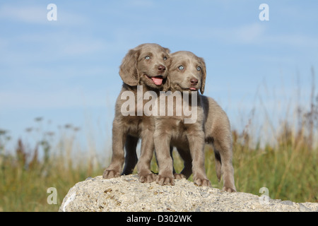 Weimaraner Langhaar Hund / zwei Welpen auf einem Felsen steht Stockfoto