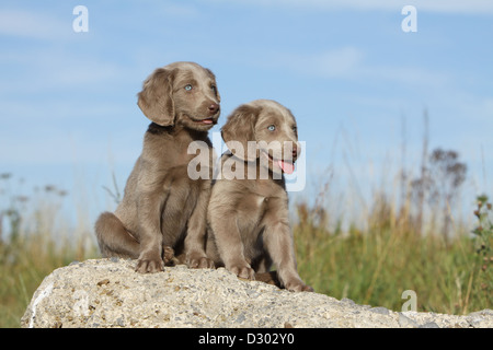 Weimaraner Langhaar Hund / zwei Welpen, die auf einem Felsen sitzen Stockfoto