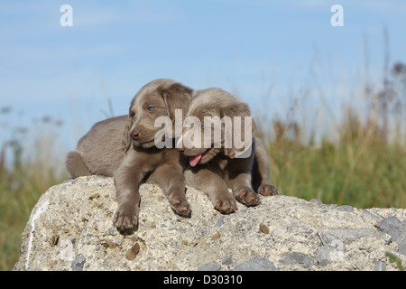 Weimaraner Langhaar Hund / zwei Welpen, die auf einem Felsen liegend Stockfoto