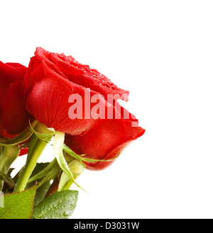 Bild von roten Rosen isoliert auf weißem Hintergrund, schöne Reihe von Blume mit Tautropfen auf Blüten und grünen Blättern Stockfoto
