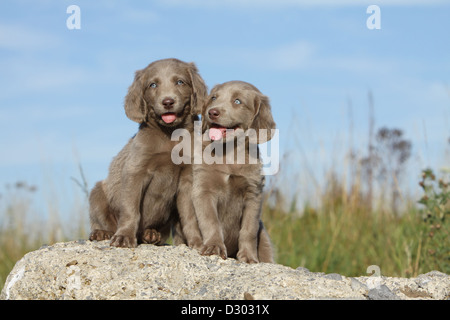 Weimaraner Langhaar Hund / zwei Welpen, die auf einem Felsen sitzen Stockfoto