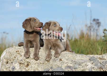 Weimaraner Langhaar Hund / zwei Welpen, die auf einem Felsen liegend Stockfoto