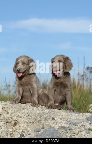 Weimaraner Langhaar Hund / zwei Welpen, die auf einem Felsen sitzen Stockfoto