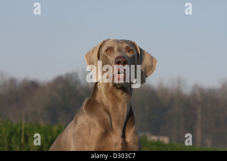 Weimaraner Kurzhaar Hund / Porträt Stockfoto