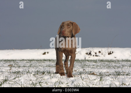 Weimaraner Kurzhaar Hund / Welpe im Schnee stehen Stockfoto