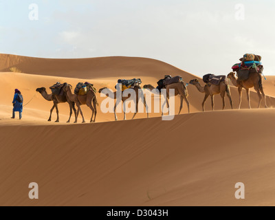 Kameltrekking der Wüste Erg Chebbi-Dünen in der Nähe von Merzouga, Marokko, Nordafrika Stockfoto