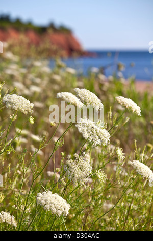 Queen Anne es Lace, eine Wildblumen wachsen entlang der Küste in ländlichen Prince Edward Island, Kanada. Stockfoto