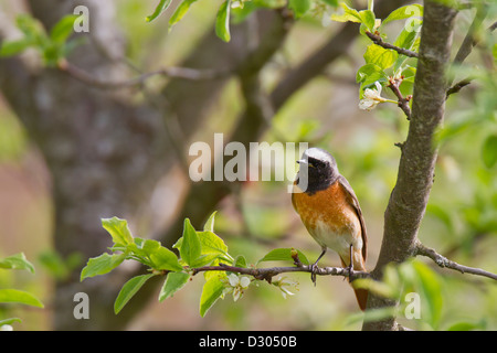 Gemeinsamen Gartenrotschwänze Gartenrotschwanz Stockfoto