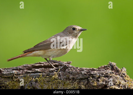 Gemeinsamen Gartenrotschwänze Gartenrotschwanz Phoenicurus phoen Stockfoto