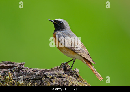 Gemeinsamen Gartenrotschwänze Gartenrotschwanz Stockfoto