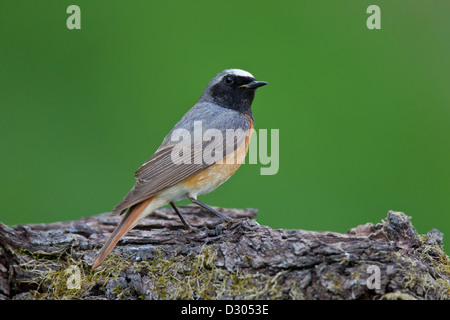 Gemeinsamen Gartenrotschwänze Gartenrotschwanz Stockfoto