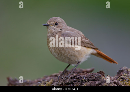 Gemeinsamen Gartenrotschwänze Gartenrotschwanz Phoenicurus phoen Stockfoto