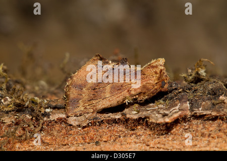 Kamelspinner Kamelzahnspinner Ptilodon capucina Stockfoto