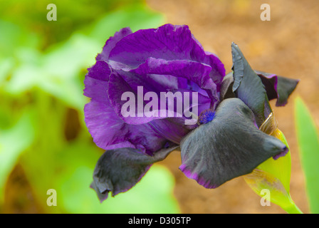 Bartiris, Iris Germanica, blühen im Frühjahr, Asheville, North Carolina, USA Stockfoto