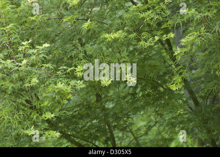 Neues Wachstum in der Feder, japanischer Ahorn, Acer Palmatum Seiryu, Asheville, North Carolina, USA Stockfoto