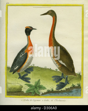 Großen Grebe und Ohrentaucher Stockfoto