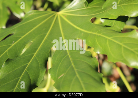 Bild von einem hellen grünen Blatt in Riversley Park genommen. Stockfoto