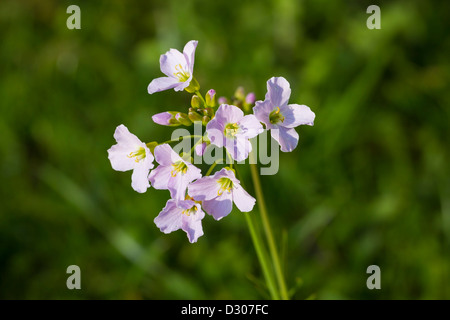 Cardamine Pratensis Wiesen-Schaumkraut Stockfoto