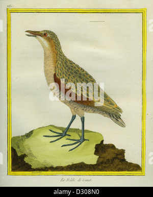 Mais-Crake Stockfoto