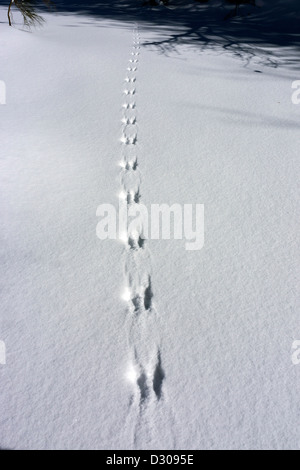 Tierspuren (Kaninchen) im Schnee Stockfoto